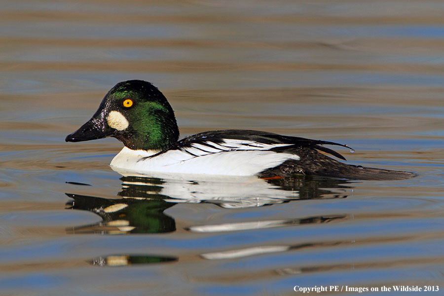 Common Goldeneye drake in habitat.