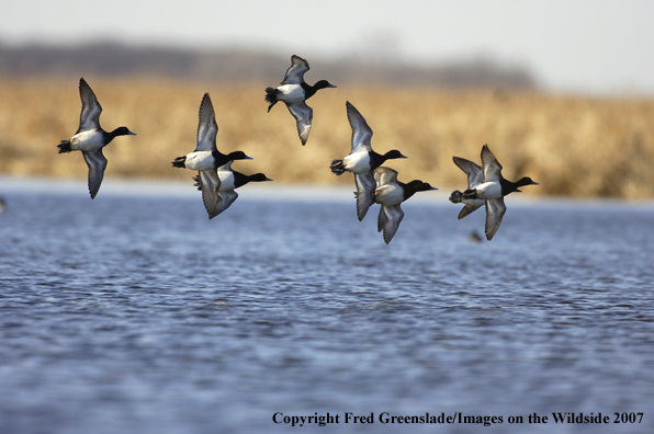 Lesser Scaup duck