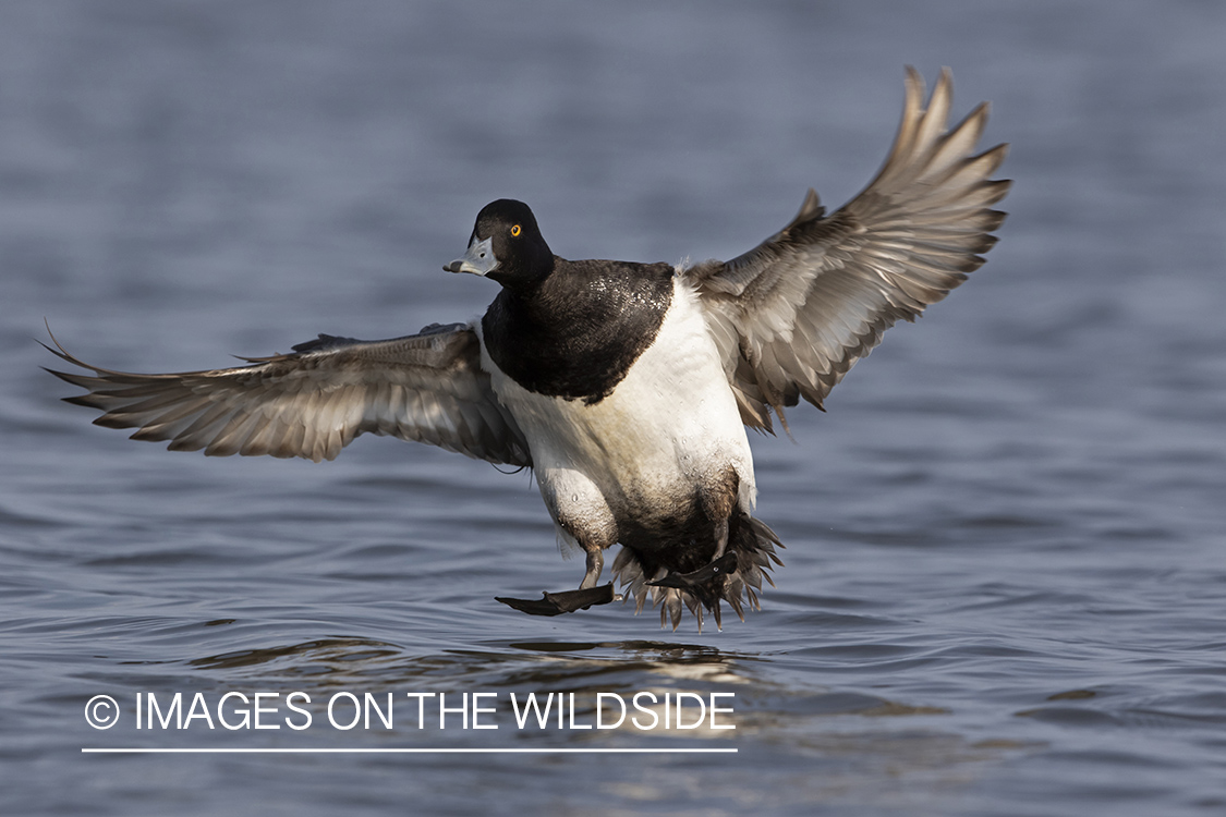 Lesser Scaup in flight.