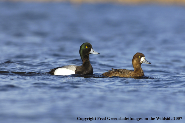 Greater Scaup duck