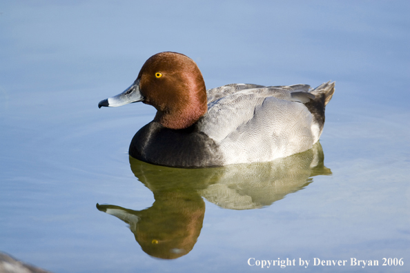 Redhead ducks.