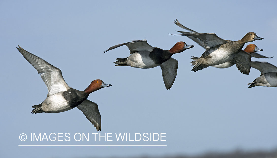 Redhead flock in flight. 