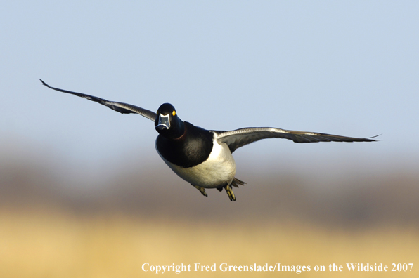 Ring-necked duck in flight