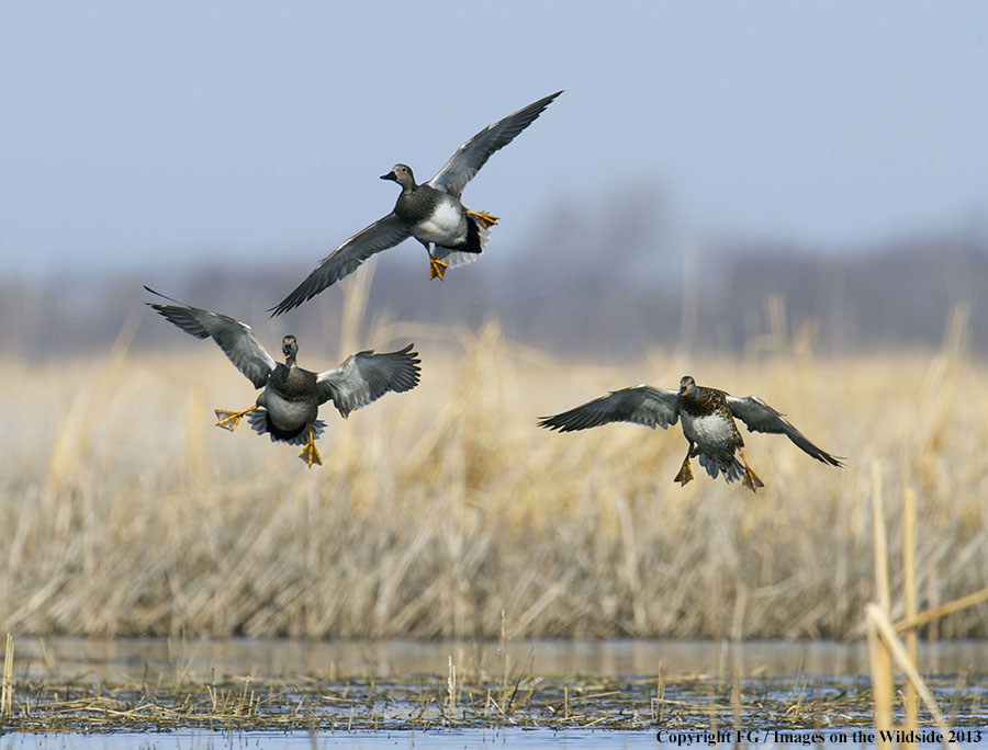 Mottled ducks in flight.