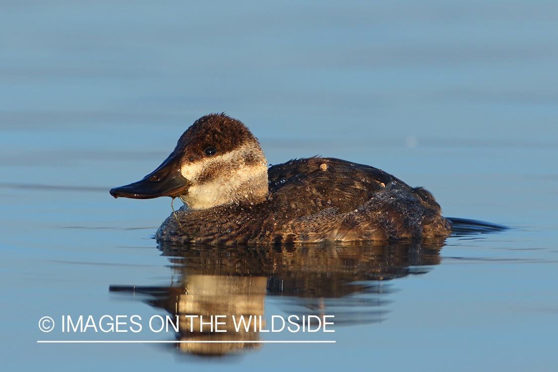 Ruddy Duck Hen