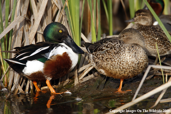 Shoveler Drake and Hens