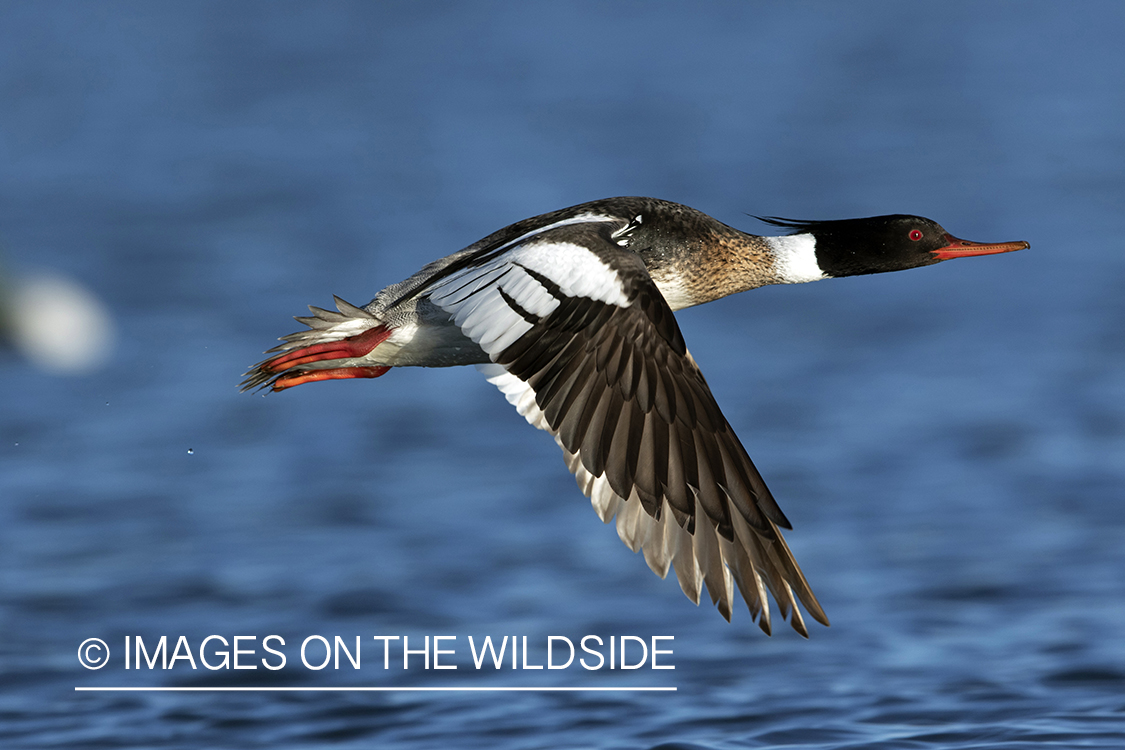 Red-breasted Merganser in flight.