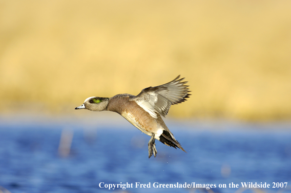 Wigeon duck