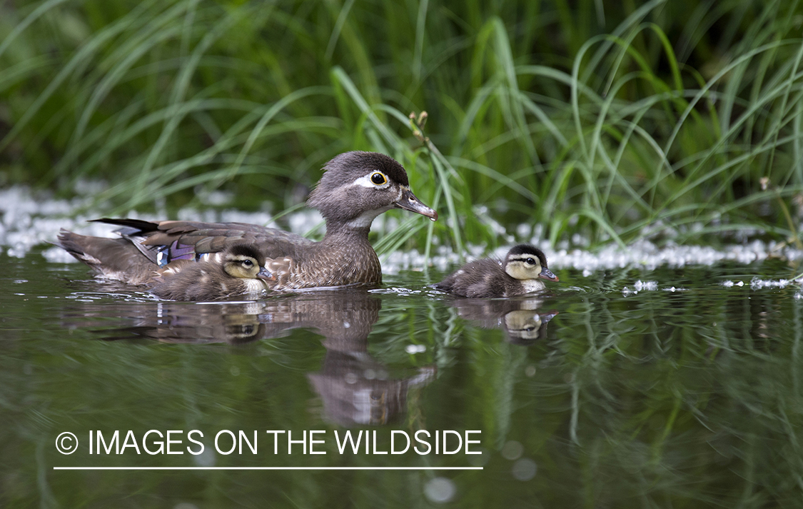 Wood duck with young.