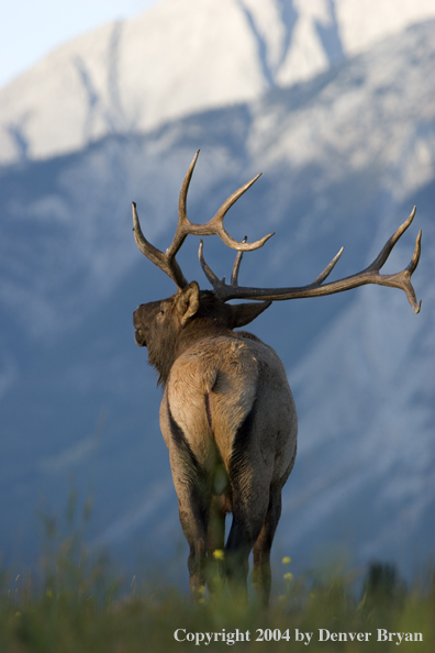 Rocky Mountain bull elk bugling.