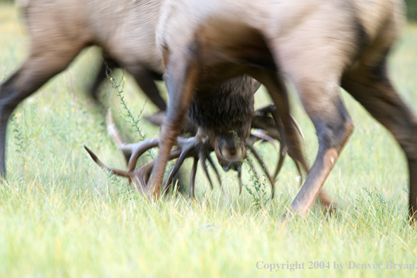 Rocky Mountain bull elk fighting.