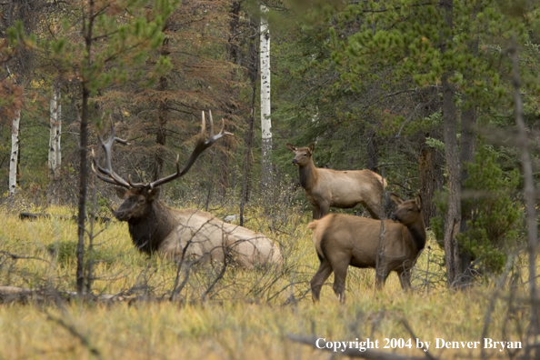 Rocky Mountain bull elk, with cows, bedded in forest.