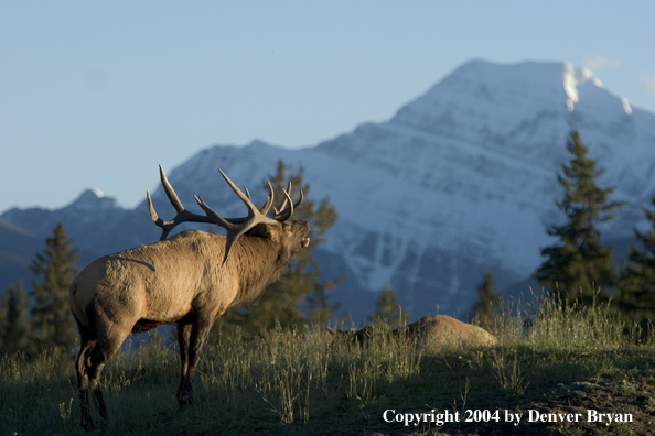 Rocky Mountain bull elk bugling.