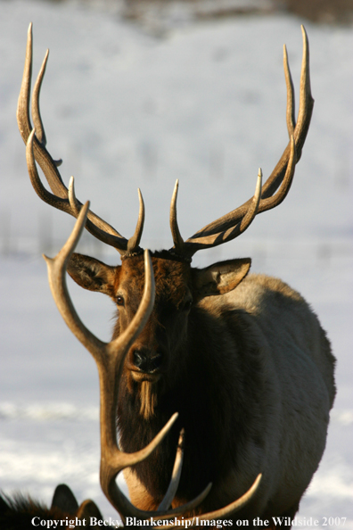 Rocky Mountian Bull Elk