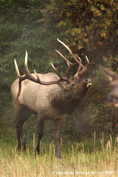 Rocky Mountain Elk 