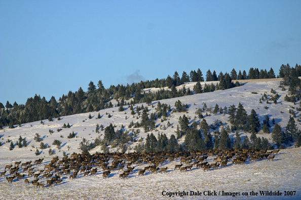 Rocky Mountain Elk Herd