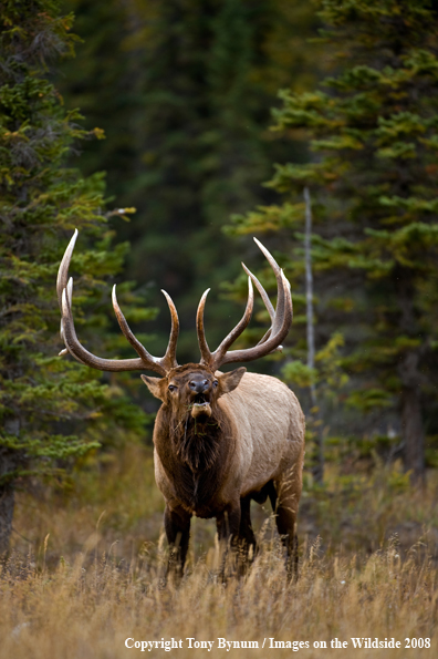 Rocky Mountain Elk in habitat