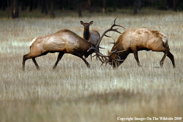 Bull Elk Fighting