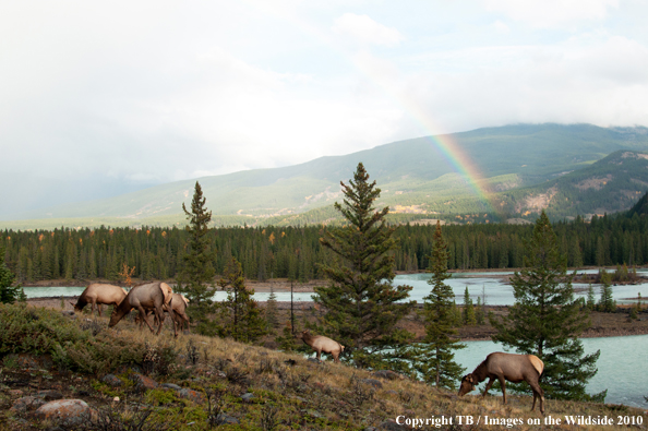 Rocky Mountain Elk