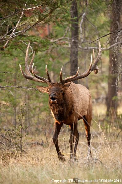 Bull elk bugling. 