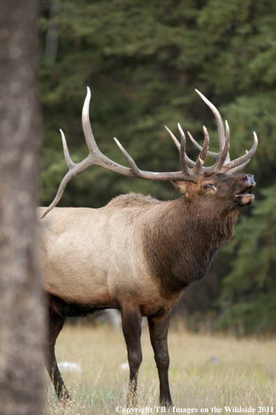 Rocky Mountain bull elk bugling.  