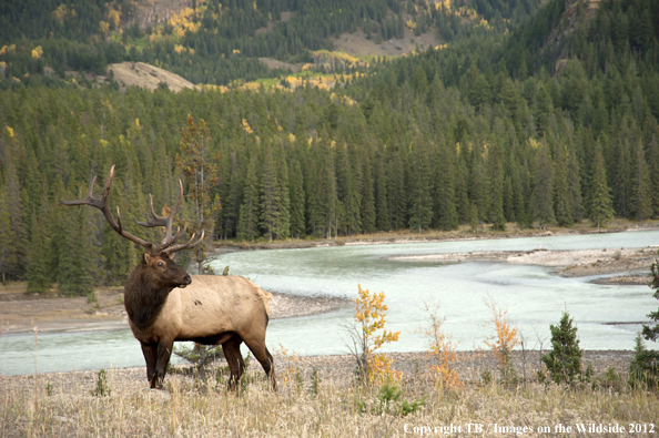 Bull elk in habitat. 