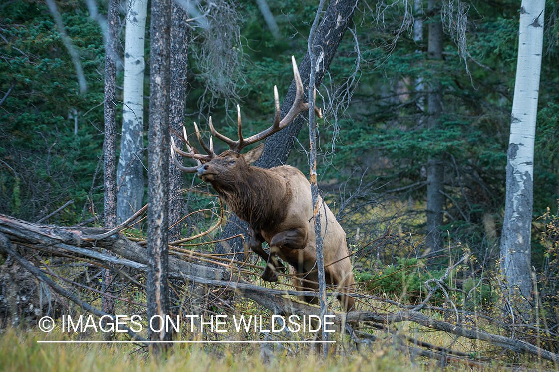 Bull elk leaping over downed trees.