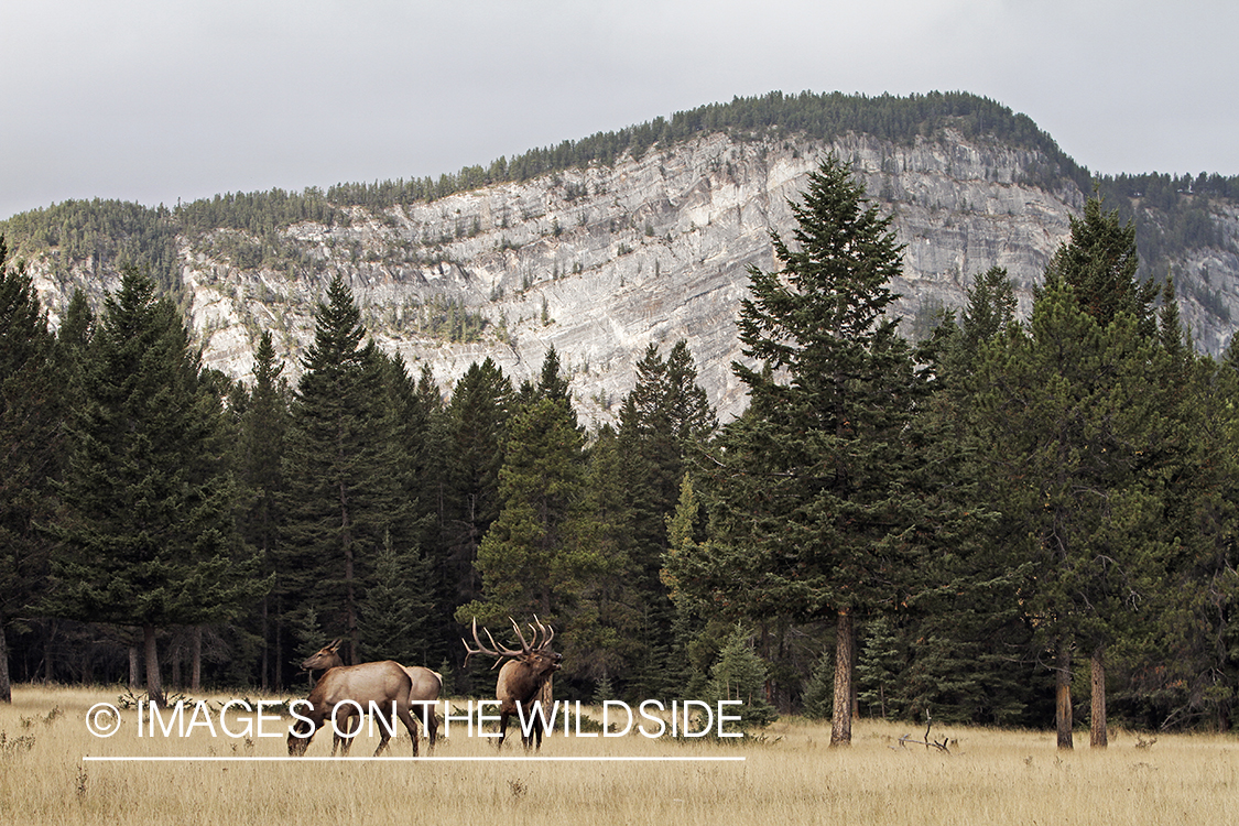 Rocky Mountain Bull Elk with harem of cows during the rut.