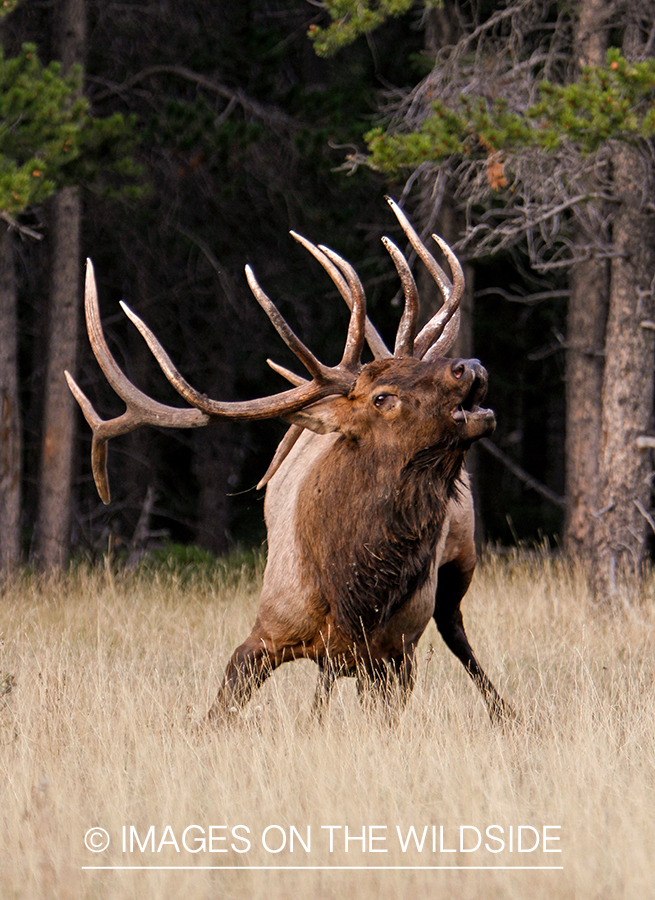 Rocky Mountain Bull Elk bugling in habitat.