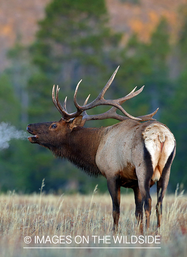 Bull elk bugling on cold morning.