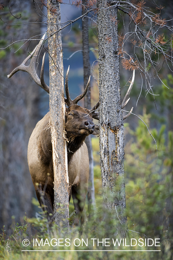 Elk rubbing against tree.