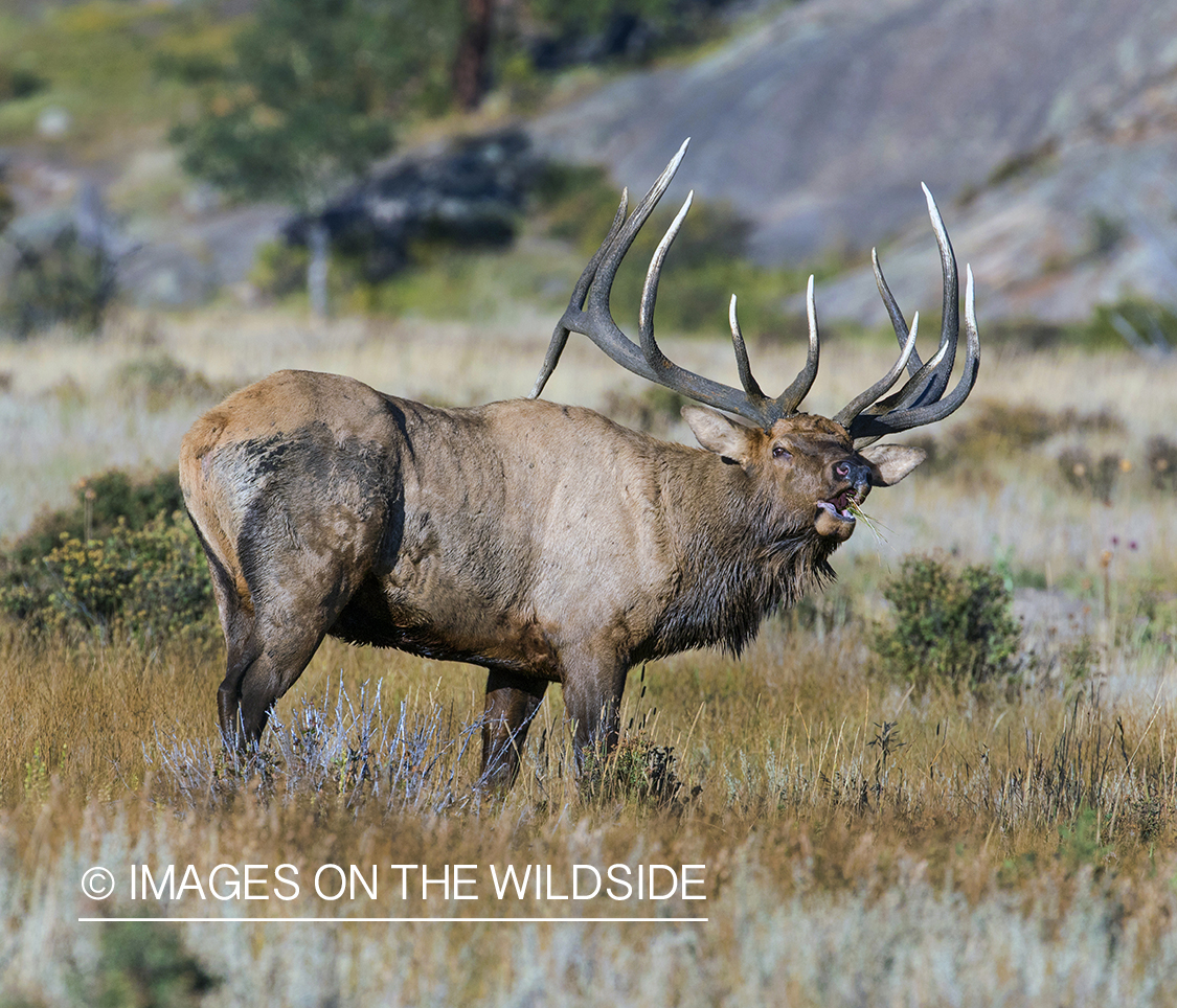 Bull elk bugling in field.