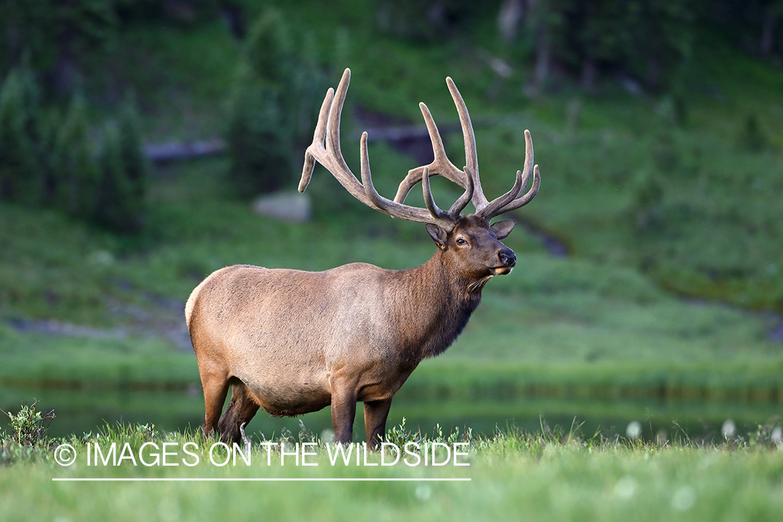 Bull elk in velvet.