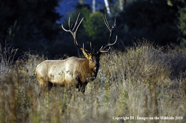 Roosevelt bull elk.