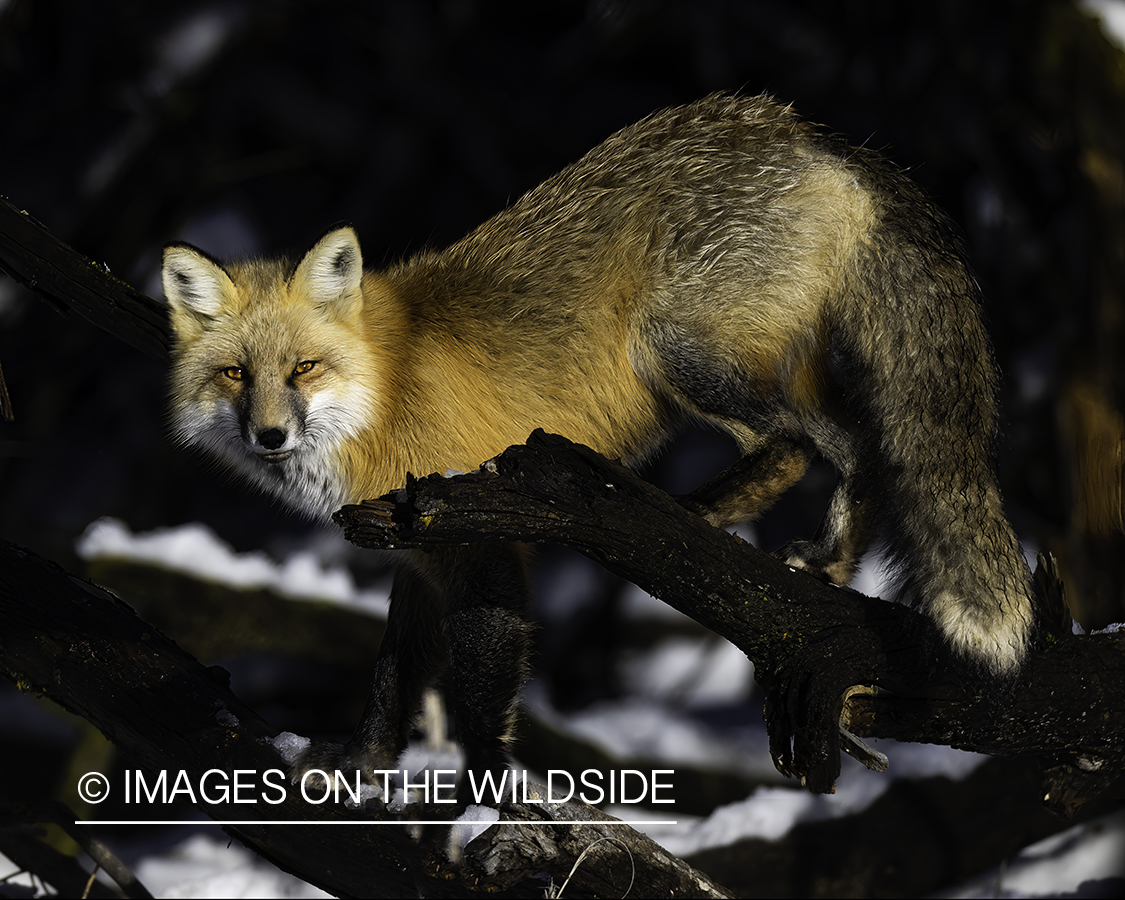 Red fox in winter habitat.