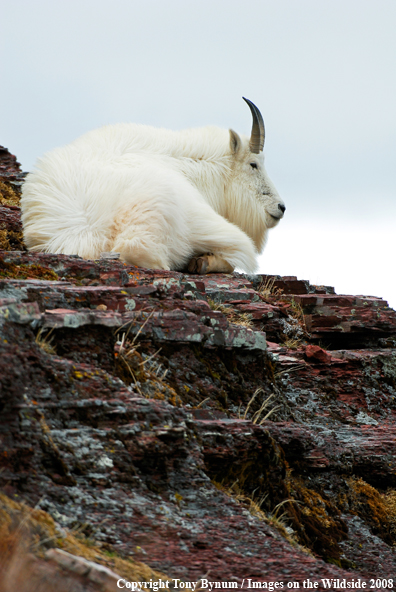 Billy Mountain Goat