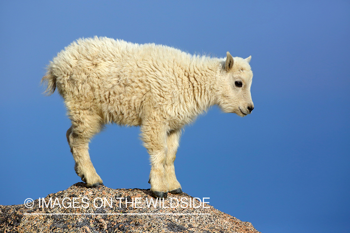 Rocky Mountain Goat kid.