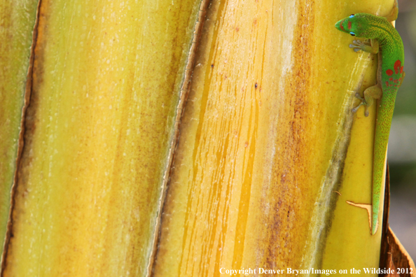 Gold dust day gecko on vegetation, Hawaii. 