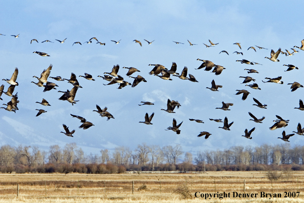 Canadian geese in flight