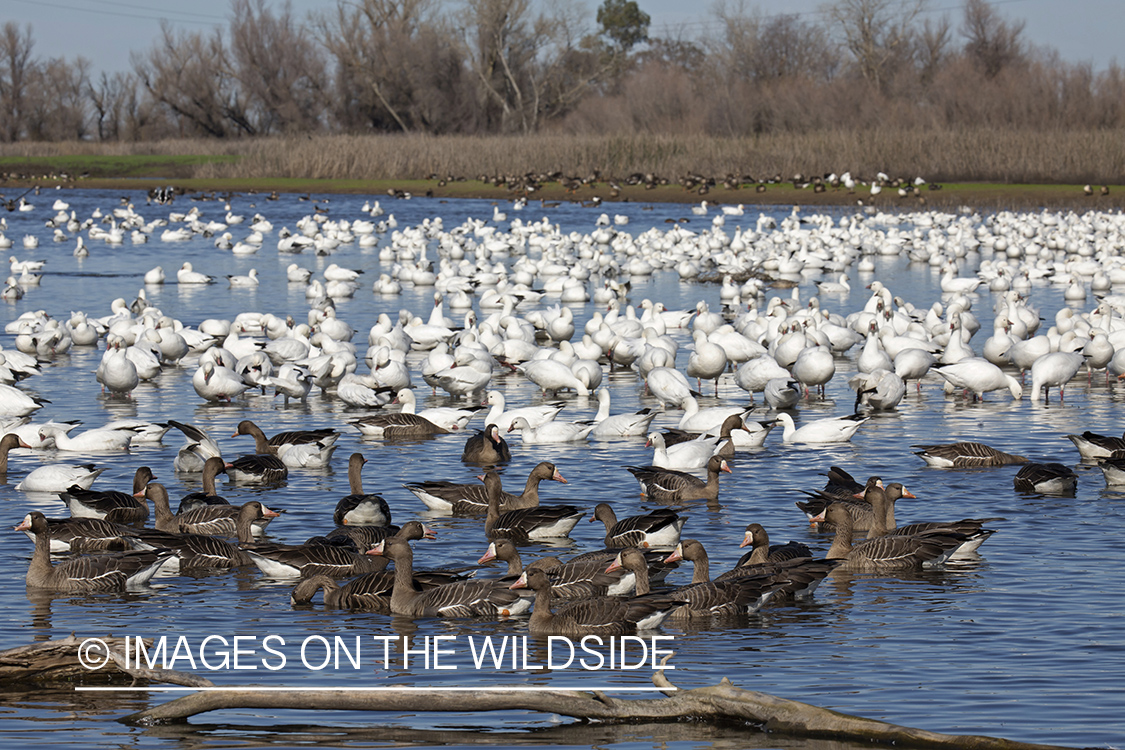 White-fronted geese on pond.