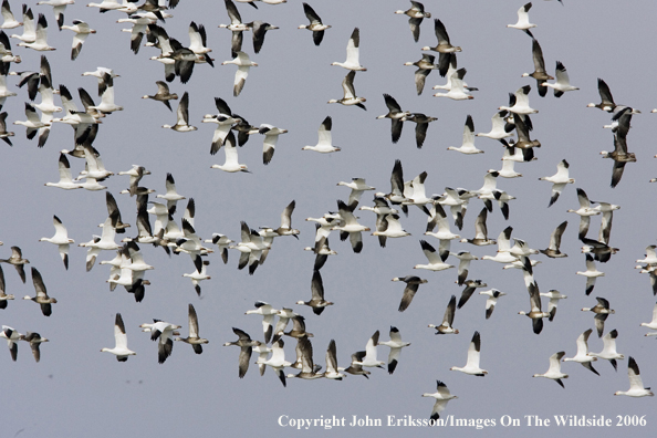 Snow geese in habitat.