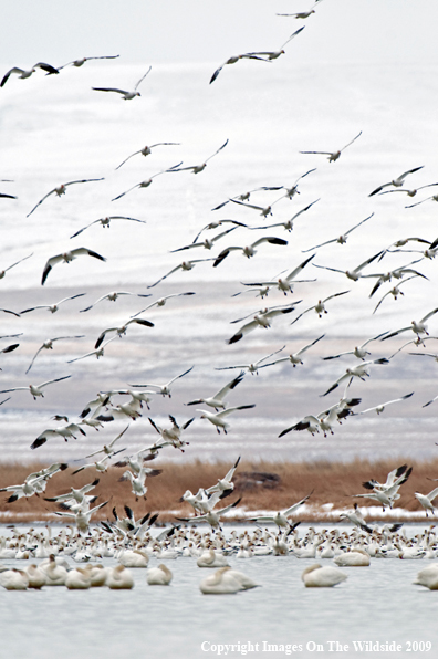 Flock of Snow Geese