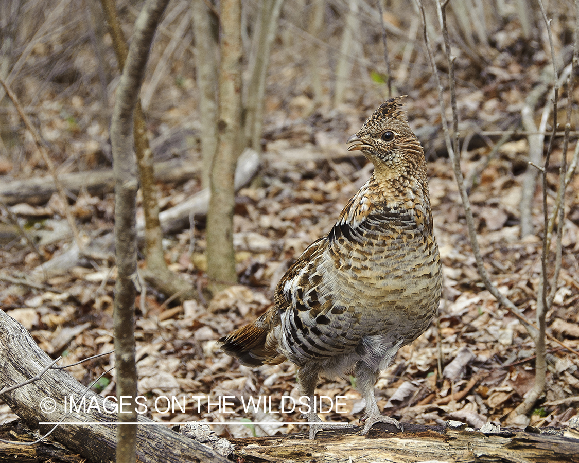 Ruffed Grouse.