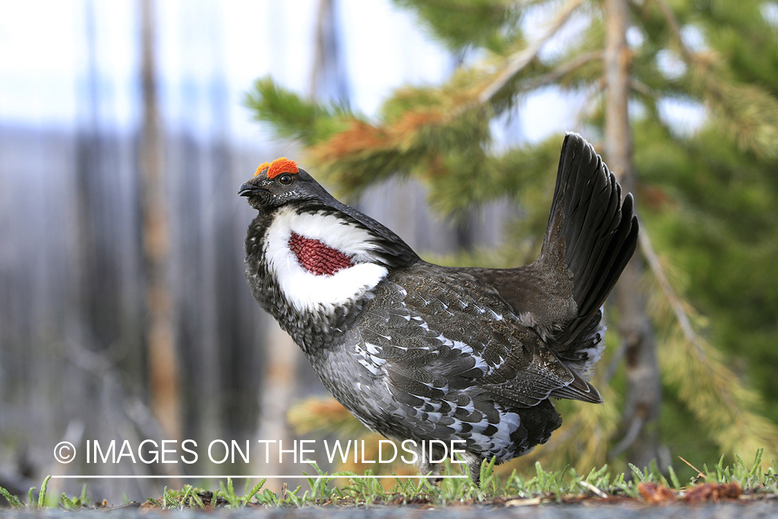 Male Dusky grouse displaying.