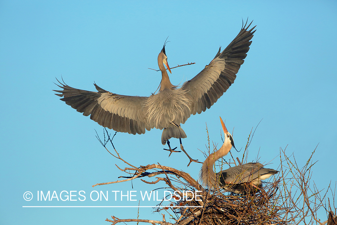 Great Blue Herons Building Nest