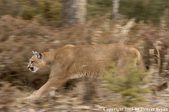 Mountain lion in habitat.