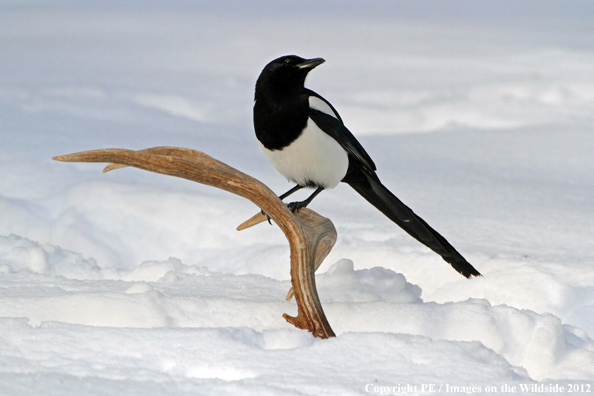 Magpie on antler. 