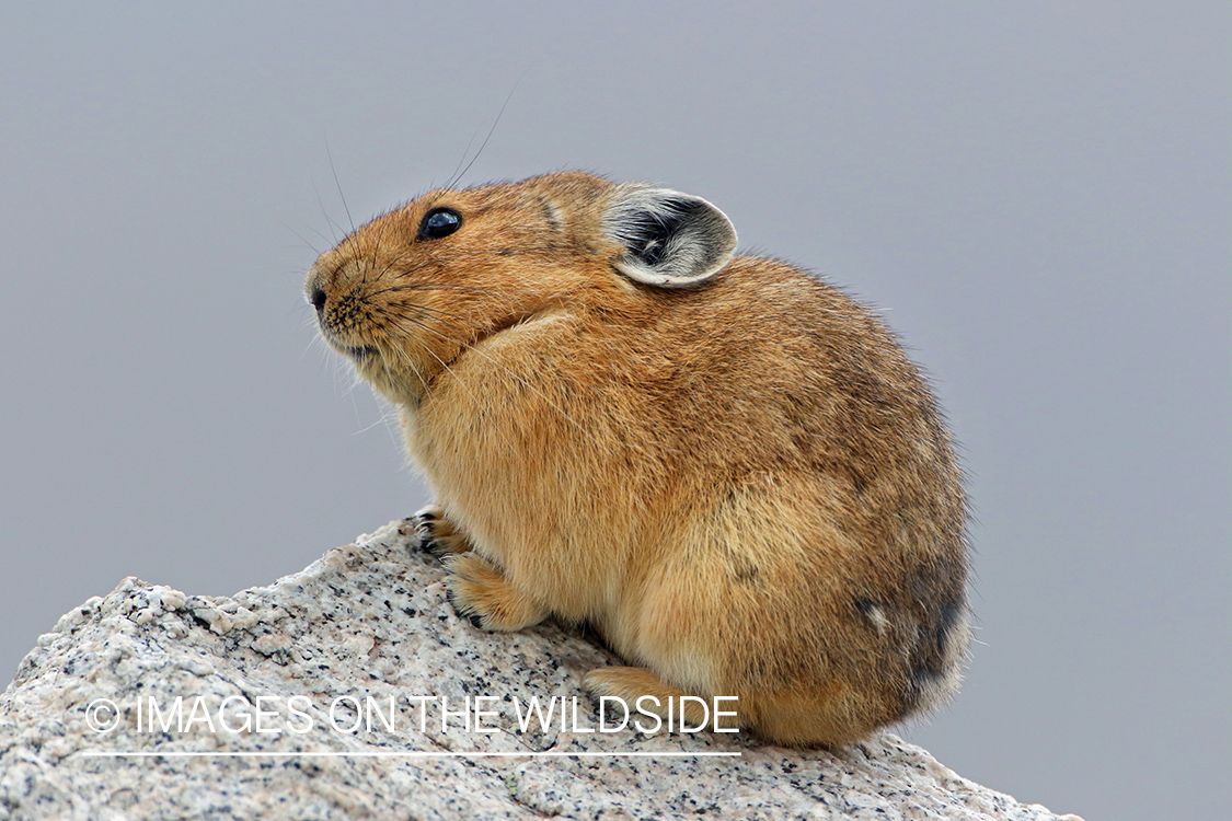 Pika on rock.