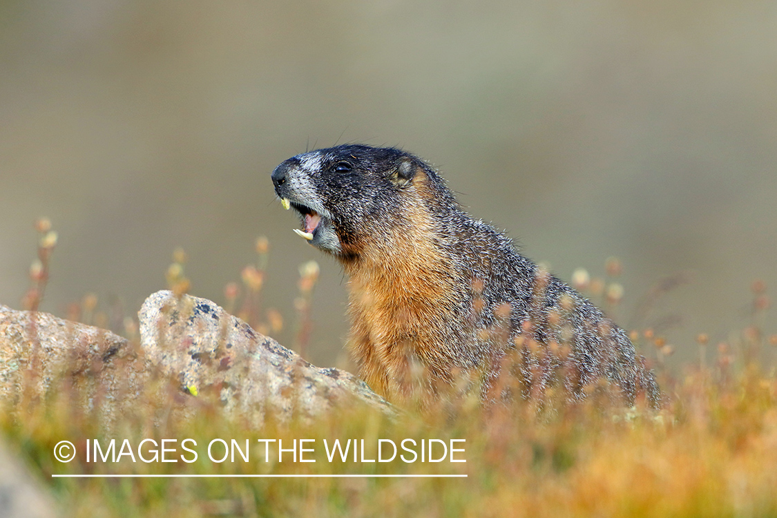 Yellow-bellied marmot in habitat.