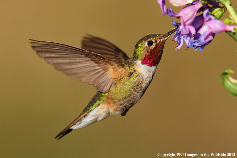 Broad-tailed hummingbird in habitat.